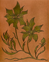Eringi