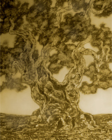 Olivo